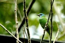 Dacnis bleu