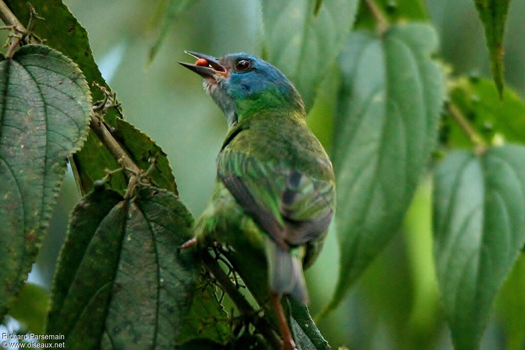 Dacnis bleu femelle