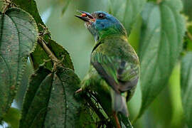 Dacnis bleu