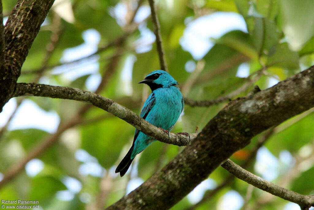 Blue Dacnis male adult