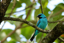 Dacnis bleu