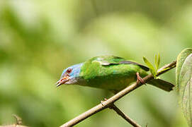 Dacnis bleu