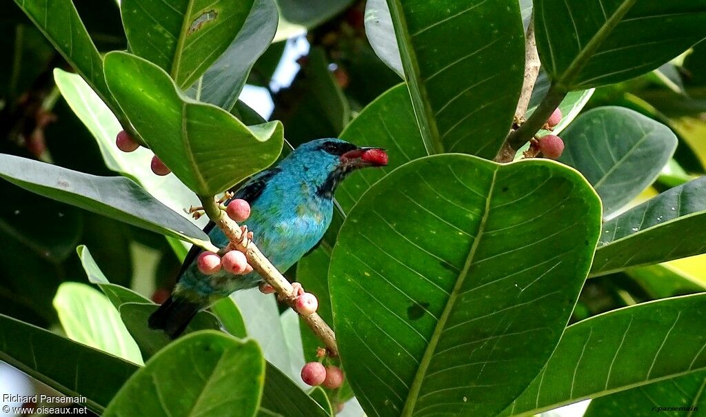 Dacnis bleu