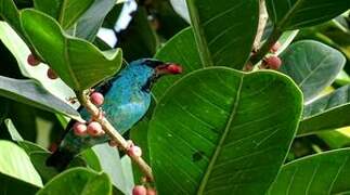 Blue Dacnis