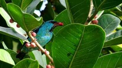 Dacnis bleu