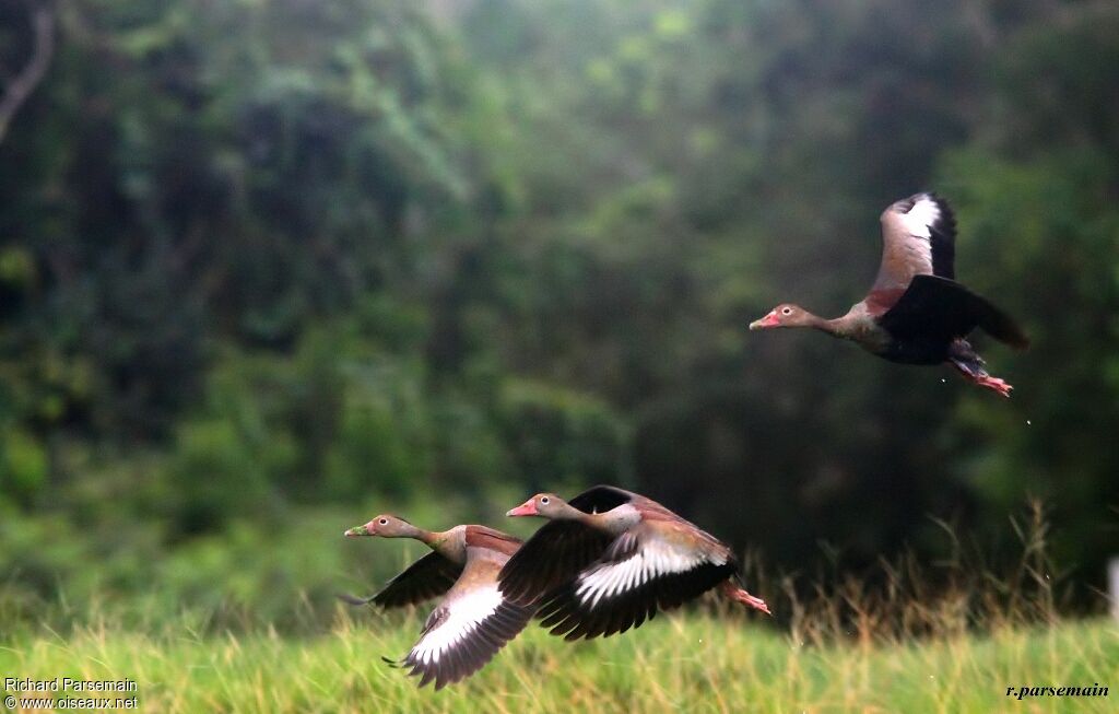 Dendrocygne à ventre noiradulte, Vol