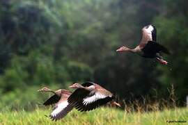 Dendrocygne à ventre noir