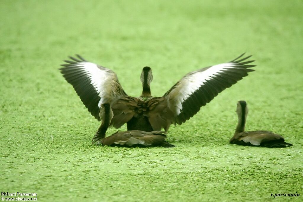 Dendrocygne à ventre noiradulte