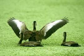 Black-bellied Whistling Duck