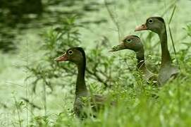 Black-bellied Whistling Duck