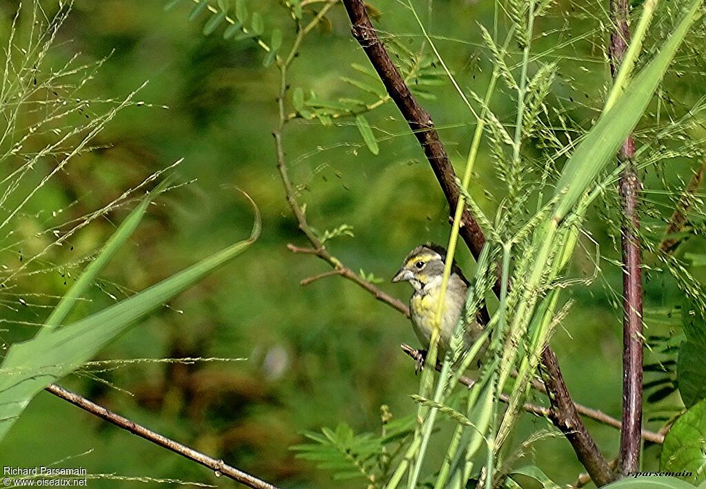 Dickcissel d'Amériqueadulte