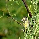 Dickcissel d'Amérique