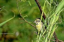 Dickcissel