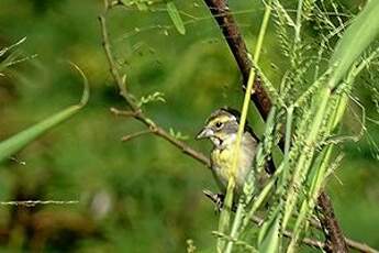 Dickcissel d'Amérique