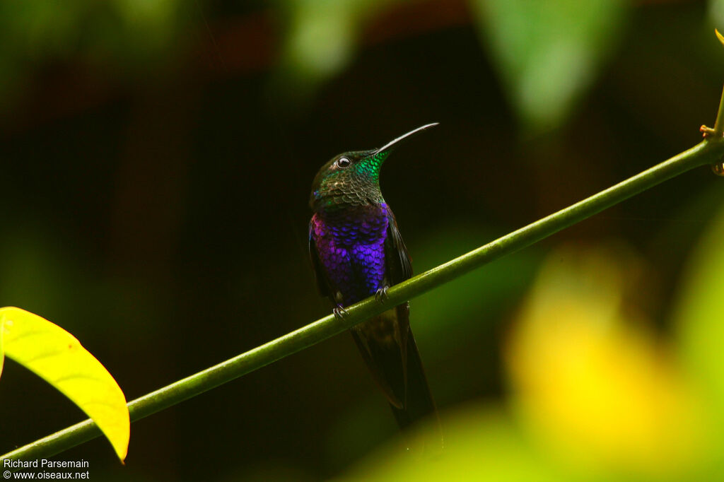 Fork-tailed Woodnymph male adult