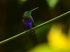 Fork-tailed Woodnymph