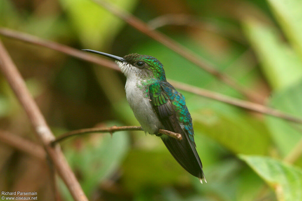 Fork-tailed Woodnymph female adult