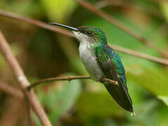 Fork-tailed Woodnymph