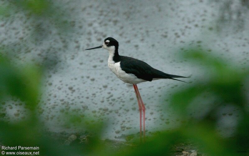 Black-necked Stilt