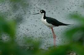 Black-necked Stilt