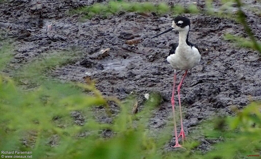 Black-necked Stiltadult