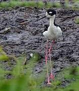 Black-necked Stilt