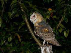 American Barn Owl