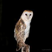 American Barn Owl