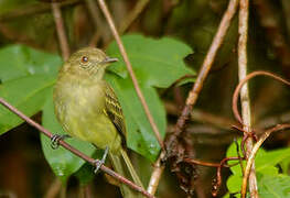 Yellow-crowned Elaenia