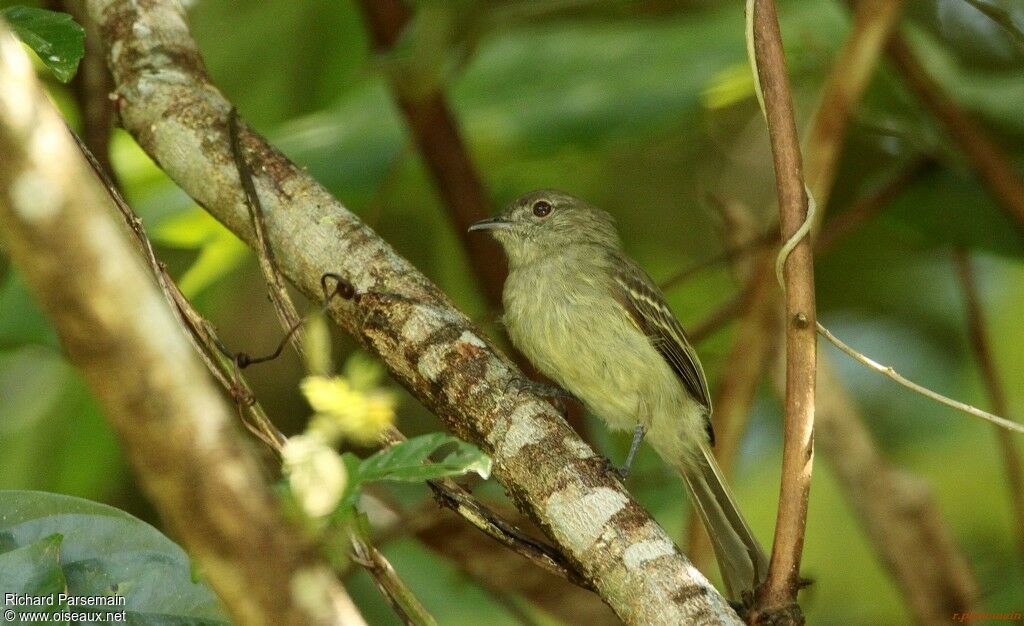 Yellow-crowned Elaenia