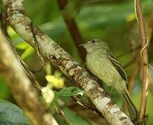 Yellow-crowned Elaenia