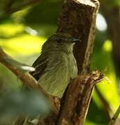 Yellow-crowned Elaenia