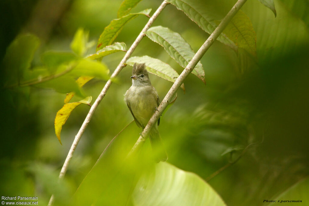 Yellow-bellied Elaeniaadult