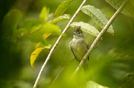 Yellow-bellied Elaenia