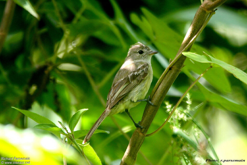 Yellow-bellied Elaeniaadult