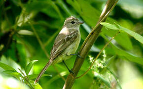 Yellow-bellied Elaenia