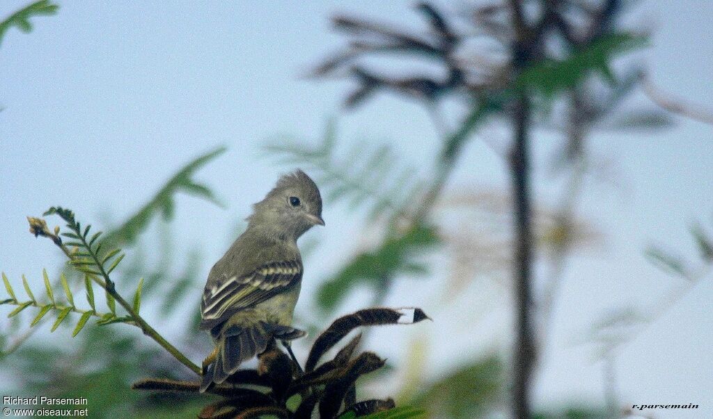 Yellow-bellied Elaeniaadult