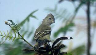 Yellow-bellied Elaenia