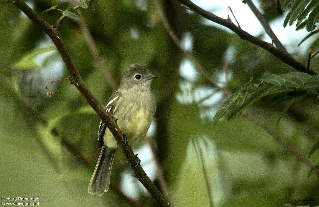 Yellow-bellied Elaeniaadult