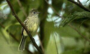 Yellow-bellied Elaenia