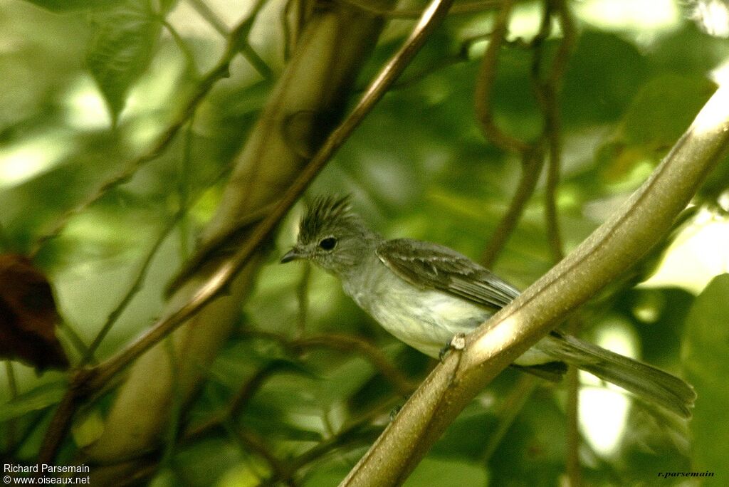 Yellow-bellied Elaeniaadult