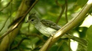 Yellow-bellied Elaenia