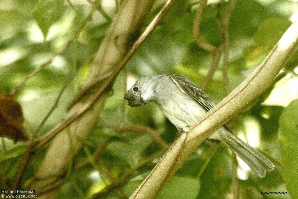 Yellow-bellied Elaenia