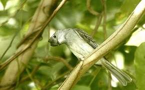 Yellow-bellied Elaenia