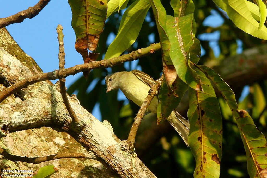 Yellow-bellied Elaeniaadult