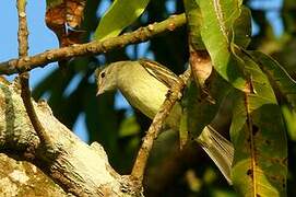 Yellow-bellied Elaenia