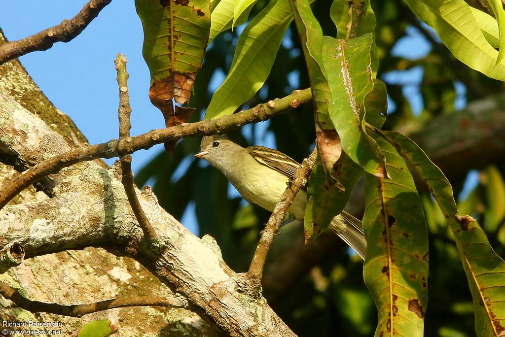 Yellow-bellied Elaeniaadult