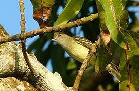 Yellow-bellied Elaenia