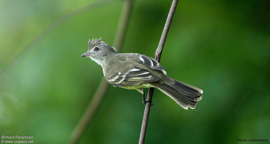 Yellow-bellied Elaeniaadult