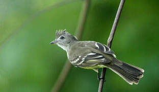 Yellow-bellied Elaenia